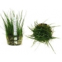 PLANTA N ELEOCHARIS PARVULA TK