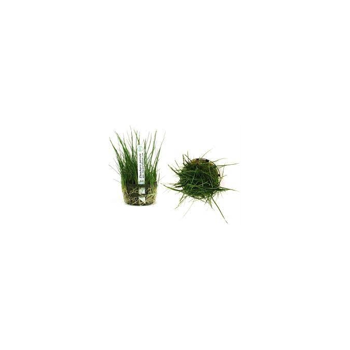 PLANTA N ELEOCHARIS PARVULA TK