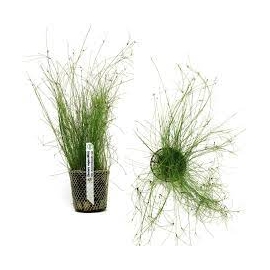 PLANTA N ELEOCHARIS VIVIPARA TK