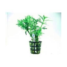 PLANTA N LIMINOPHILA AQUATICA TK