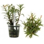 PLANTA N LIMINOPHILA AROMATICA TK