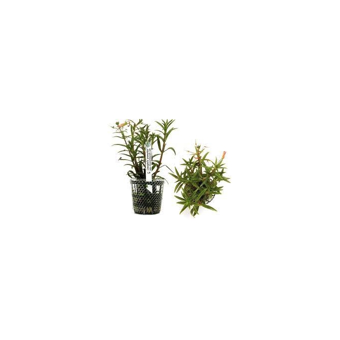 PLANTA N LIMINOPHILA AROMATICA TK