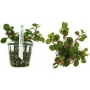 PLANTA N LUDWIGIA PALUSTRI TK