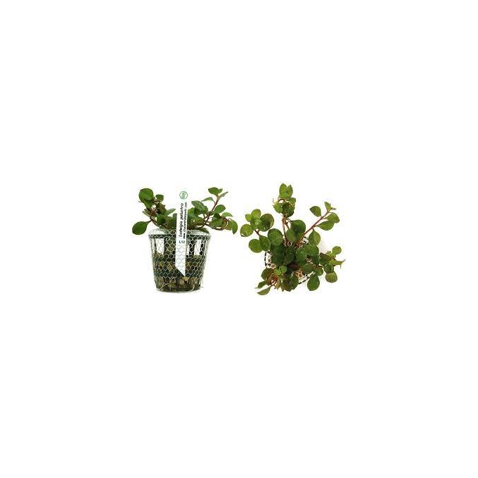 PLANTA N LUDWIGIA PALUSTRI TK
