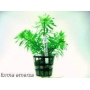PLANTA N LUDWIGIA SP PANTANAL TK