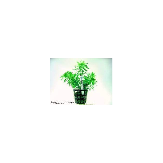 PLANTA N LUDWIGIA SP PANTANAL TK