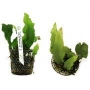 PLANTA N MICROSORUM PTEROPUS TK