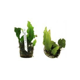 PLANTA N MICROSORUM PTEROPUS TK