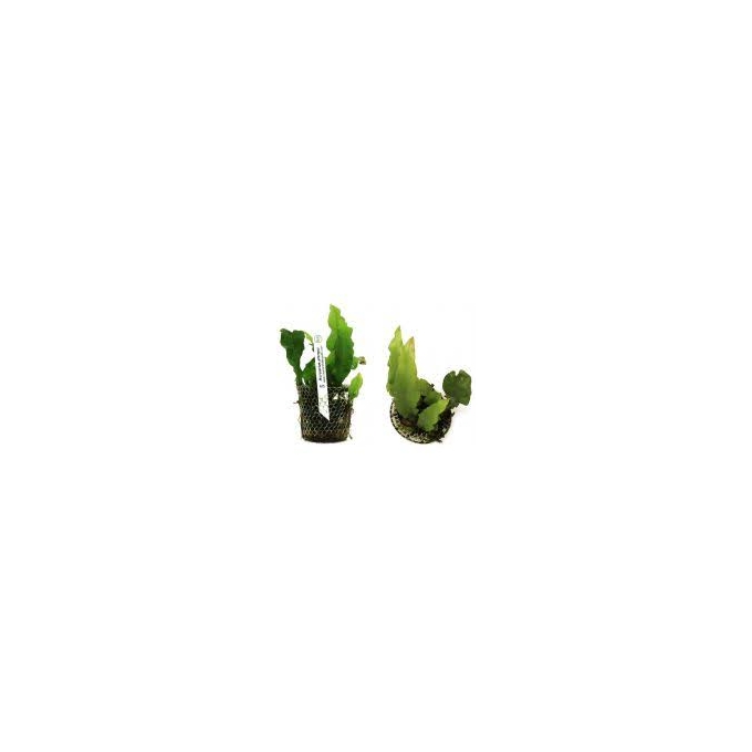 PLANTA N MICROSORUM PTEROPUS TK