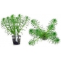 PLANTA N MYRIOPHYLLUM AQUATICO TK