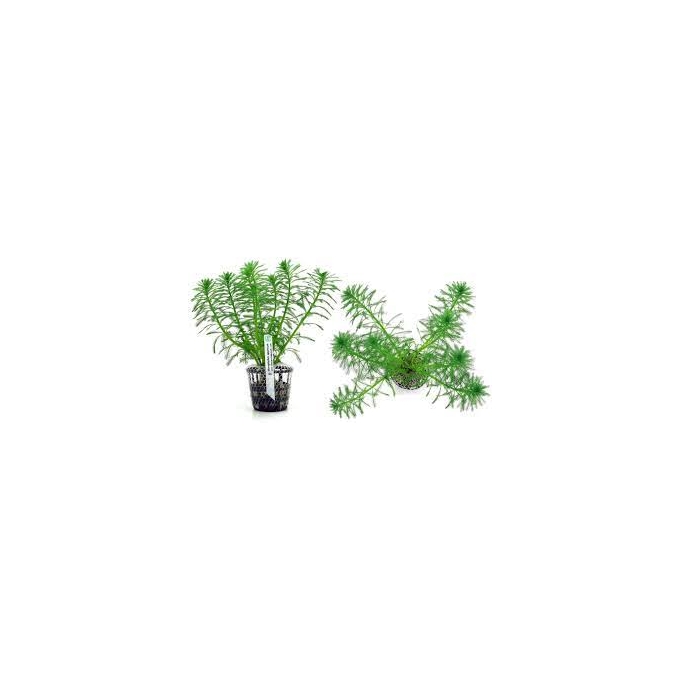 PLANTA N MYRIOPHYLLUM AQUATICO TK