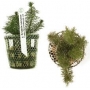 PLANTA N MYRIOPHYLLUM MATOGROSSENSE TK