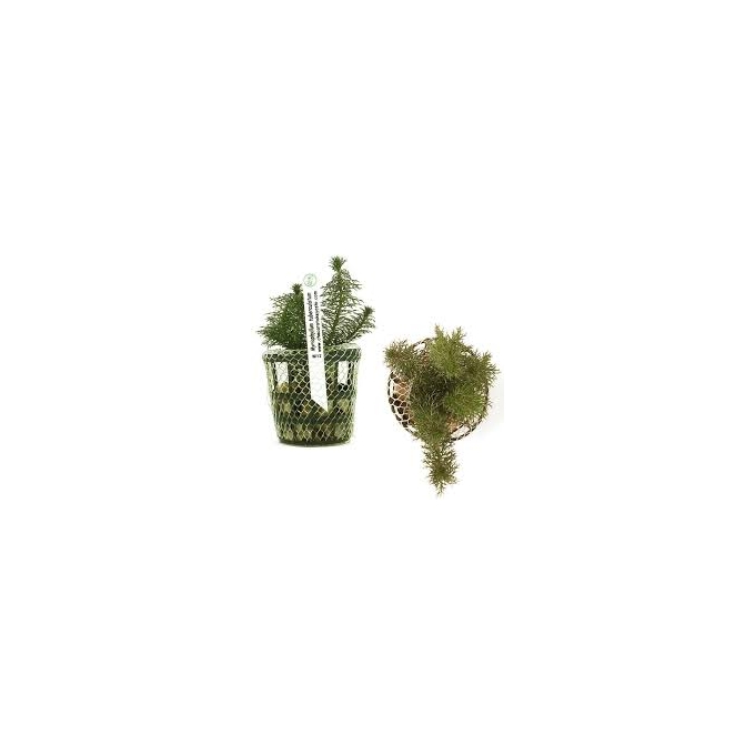 PLANTA N MYRIOPHYLLUM MATOGROSSENSE TK