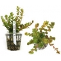 PLANTA N ROTALA INDICA TK