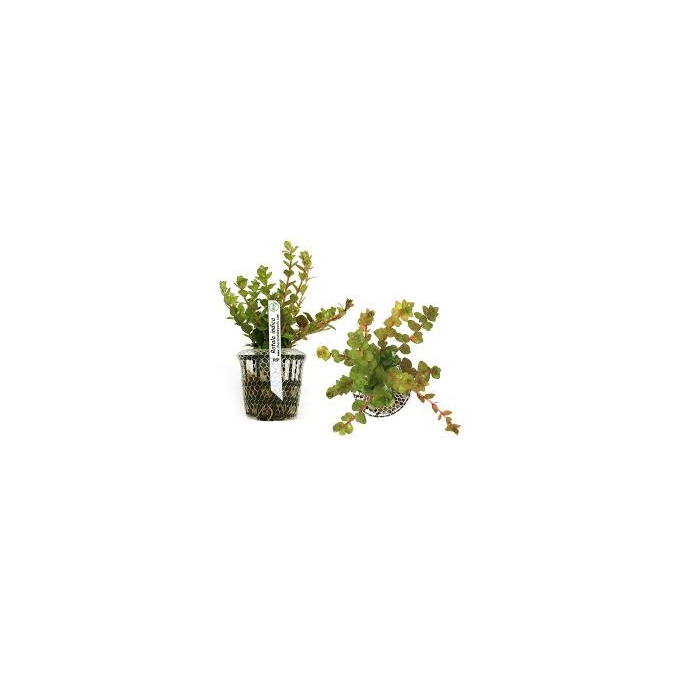 PLANTA N ROTALA INDICA TK