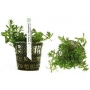 PLANTA N ROTALA NANJENSHAN TK