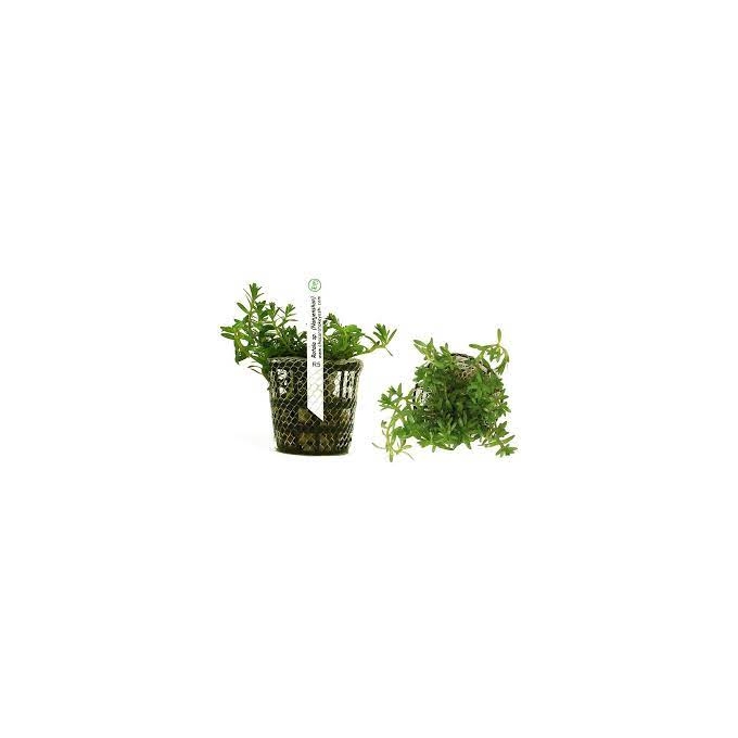 PLANTA N ROTALA NANJENSHAN TK