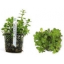 PLANTA N ROTALA SP GREEN TK
