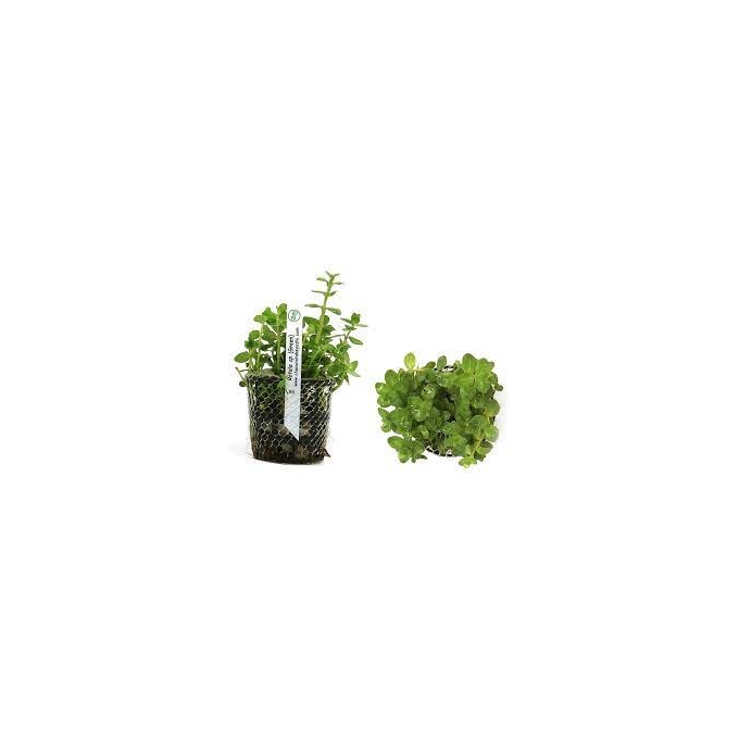 PLANTA N ROTALA SP GREEN TK