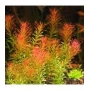 PLANTA N ROTALA WALLICHII