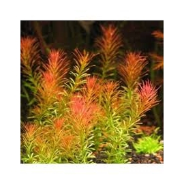PLANTA N ROTALA WALLICHII