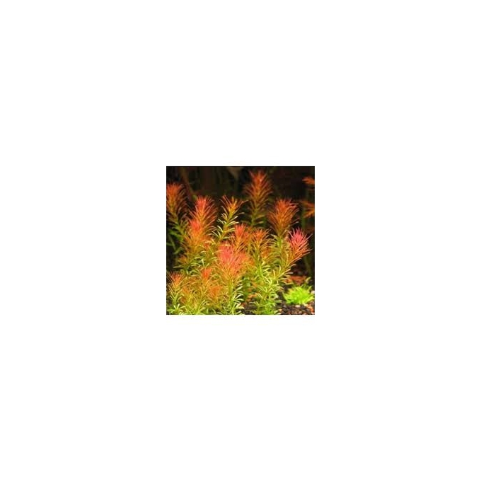 PLANTA N ROTALA WALLICHII