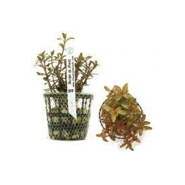 PLANTA N BACOPA SP TAMARANA TK