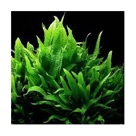 PLANTA N MICROSORUM PTEROPUS PHILIPPINE