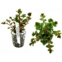 PLANTA N ROTALA SP HRA TK