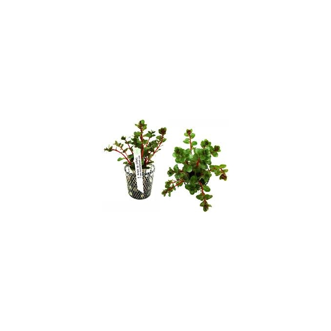 PLANTA N ROTALA SP HRA TK