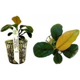 PLANTA N ANUBIA BARTERI COFFEEFOLIA TK