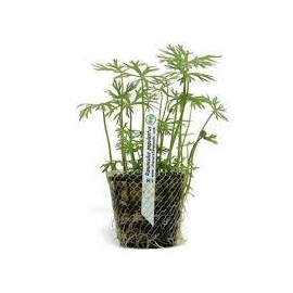 PLANTA N RANUNCULUS PAPULENTUS TK