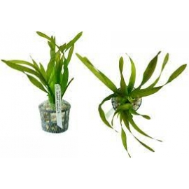 PLANTA N VALLISNERIA GIGANTEA TK