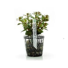 PLANTA N LUDWIGIA SP GUINEA TK