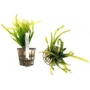PLANTA N VALLISNERIA SPIRALIS TK