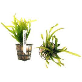 PLANTA N VALLISNERIA SPIRALIS TK