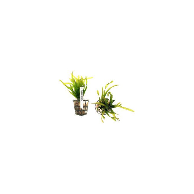 PLANTA N VALLISNERIA SPIRALIS TK