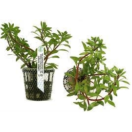 PLANTA N LUDWIGIA VERTICILLATA CUBA TK
