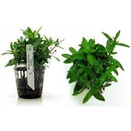 PLANTA N NASAEA PEDICELLATA TK