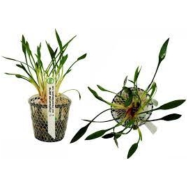 planta n cryptocorine parva tk