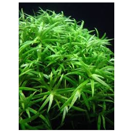 planta n heteranthera zosterifolia