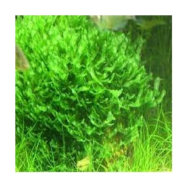 planta n musgo roud pelia