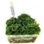 planta n azolla filiculoides tk