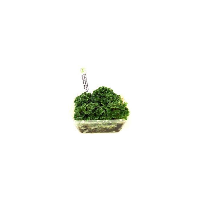 planta n azolla filiculoides tk
