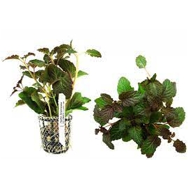 planta n hyptis lorentziana tk