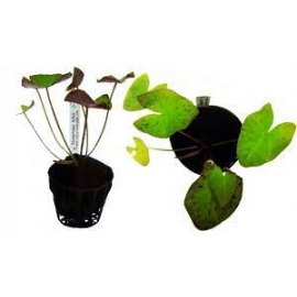 planta n nymphaea lotus red tk