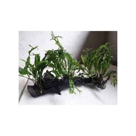 planta n microsorum tronco