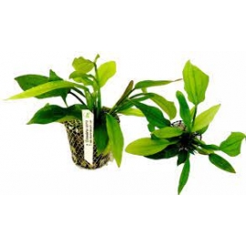 planta n echinodorus osiris tk