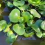 planta n aguape
