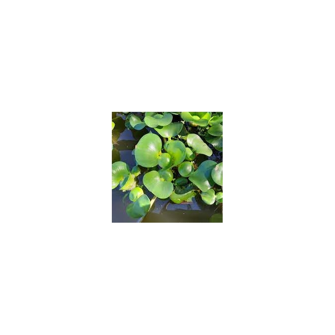planta n aguape